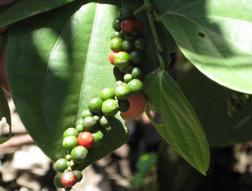 Fresh gourmet peppercorns — the finest bulk peppercorns and spices from BulkPeppercorns.com