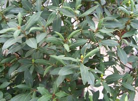 Bay laurel plant — the Mediterranean evergreen that produces aromatic culinary bay leaves