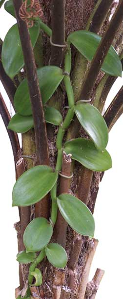 Vanilla bean orchid vine — Vanilla planifolia flowers that produce the world's most popular flavor
